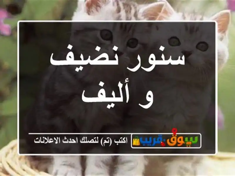 سنور نضيف و أليف