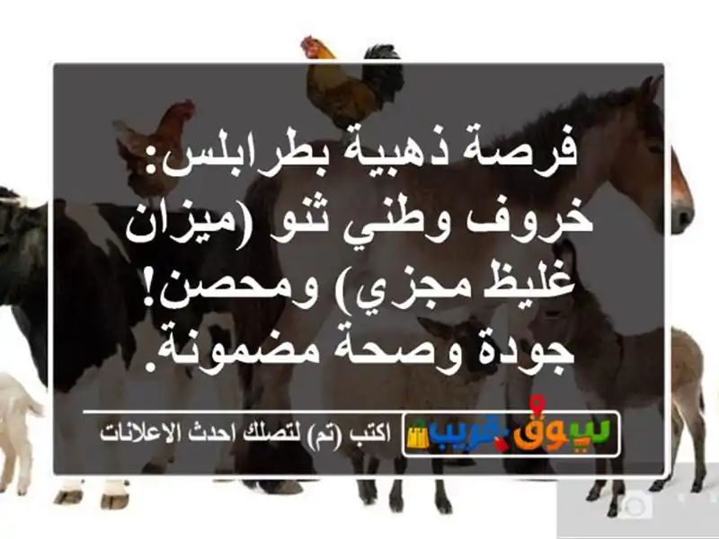 فرصة ذهبية بطرابلس: خروف وطني ثنو (ميزان غليظ...
