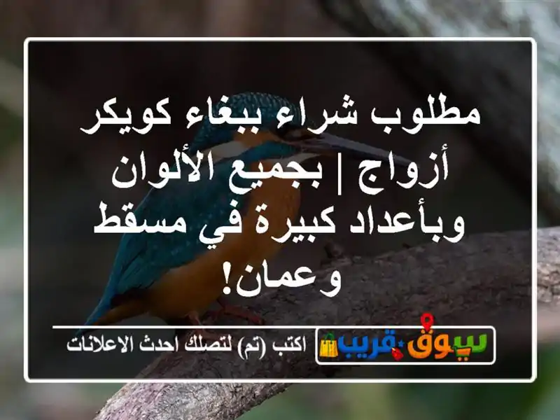 مطلوب شراء ببغاء كويكر أزواج | بجميع الألوان...