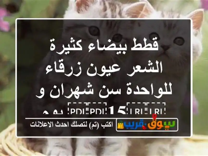 قطط بيضاء كثيرة الشعر عيون زرقاء للواحدة سن شهران...