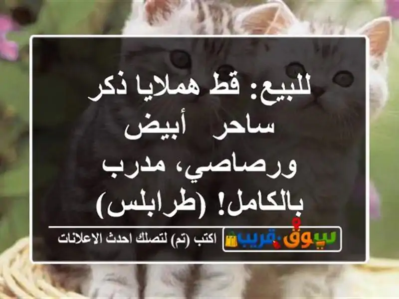 للبيع: قط هملايا ذكر ساحر - أبيض ورصاصي، مدرب...