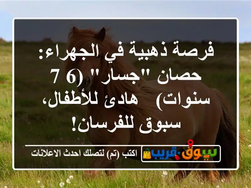 فرصة ذهبية في الجهراء: حصان 