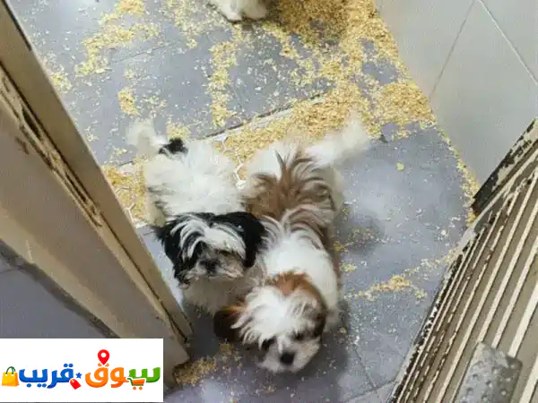 أجمل جراء سيزو (Sizzu) للبيع: رفقاء صغار ودودون بسعر 2000...