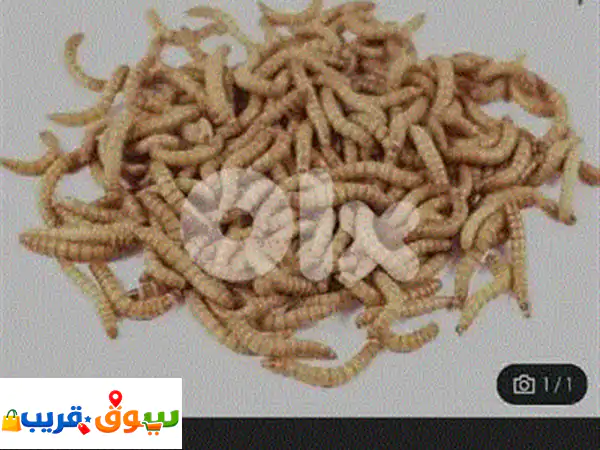 دود قبابي حي ممتاز: بروتين طبيعي 🌿 لنمو فائق...