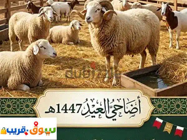 أضاحي العيد حلال 🕋 | جودة وتربية فاخرة ونظافة لا...