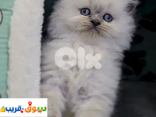 أجمل قطط هيمالايا صغيرة للبيع | رفيقك المثالي بانتظارك!