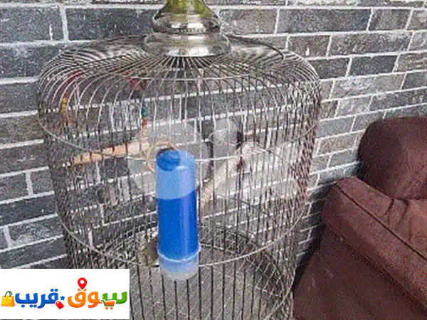 قفص ستانلس ستيل كالجديد: أمان، نظافة وراحة لطيورك وحيواناتك الأليفة