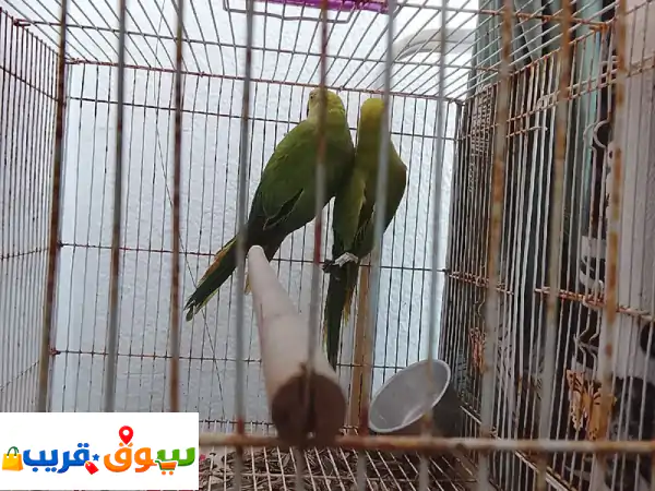 زوج ببغاء الدرة يغرد وجميل الذكر متكلم ونشيط السعر 650 وقابل للتفاوض بالمعقول مع قفص كبير وصغير ...