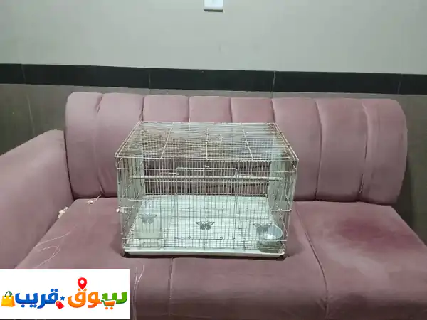 زوج ببغاء الدرة يغرد وجميل الذكر متكلم ونشيط السعر...