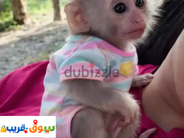 قرود كابوشين صغيرة للبيع: رفيقك المرح والأليف،...