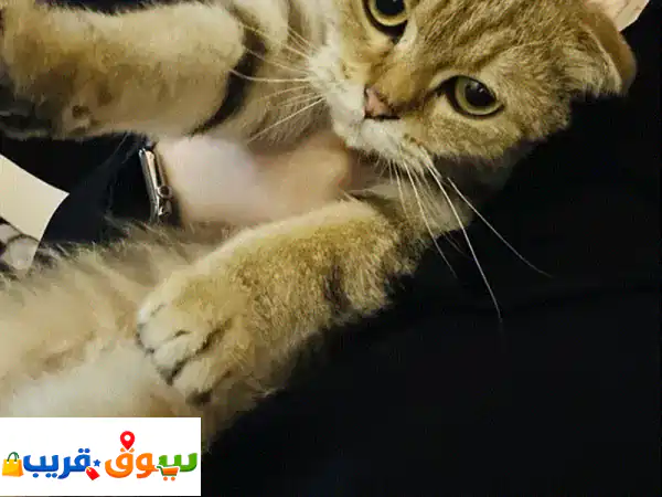 تبني مجاني: قط سكوتش تايجر ذكر وسيم - ينتظر منزلاً دافئاً!