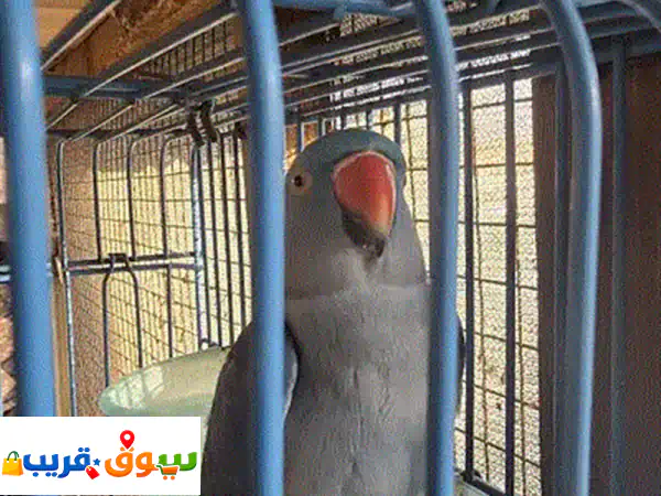 للبيع دجاج السيماني  الاسود الإندونيسي
