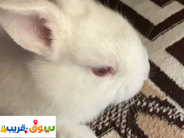 أرنب نيوزلندي أبيض ثلجي للبيع: أليف، اجتماعي،...