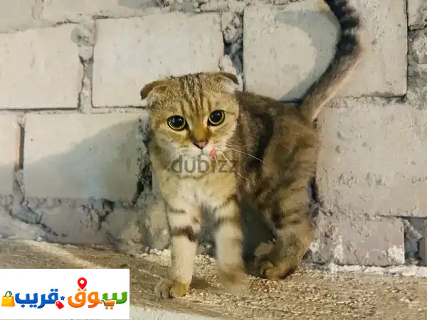 تبني مجاني: قط سكوتش تايجر ذكر وسيم - ينتظر...