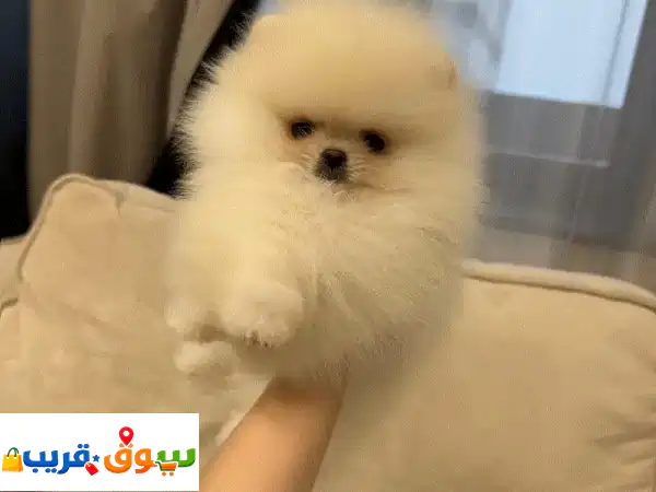 جرو بوميرانيان ساحر للبيع: مدرب منزلياً...