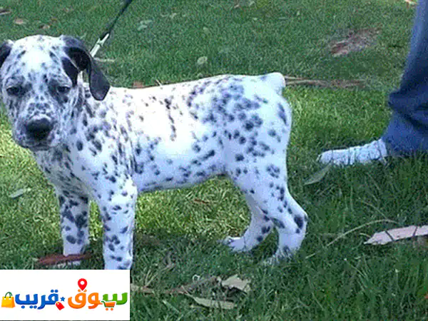 جرو هافاشو للبيع: ذكور وإناث متاحة! رفيقك الوفي بانتظارك