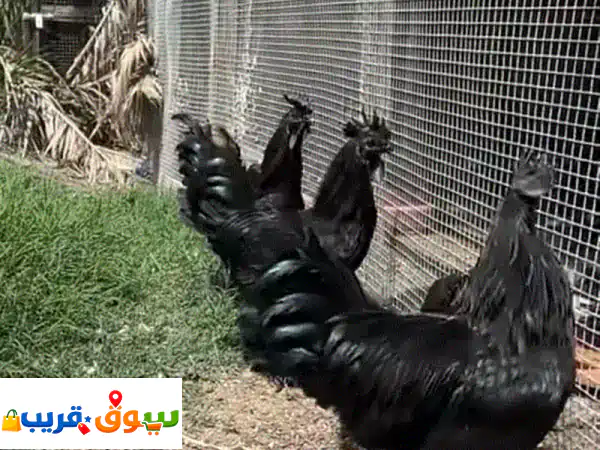 للبيع دجاج السيماني  الاسود الإندونيسي