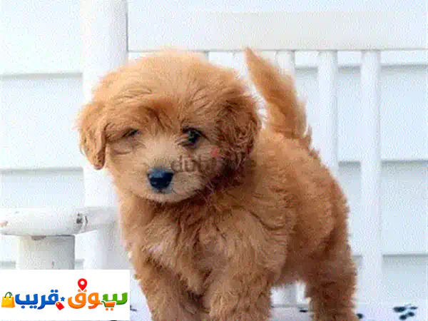 جرو هافاشو للبيع: ذكور وإناث متاحة! رفيقك...