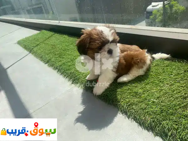فرصة ذهبية: جراوي شيتزو أصيلة ومدللة للبيع – ذكر...