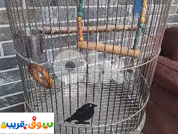 قفص ستانلس ستيل كالجديد: أمان، نظافة وراحة...