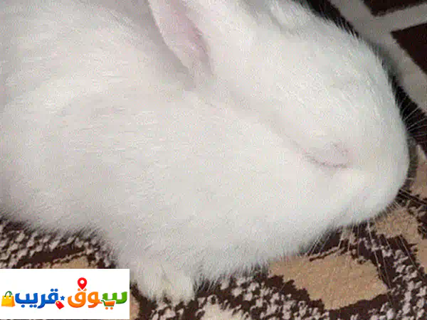 أرنب نيوزلندي أبيض ثلجي للبيع: أليف، اجتماعي، ومثالي للعائلة - جاهز لبيت جديد!