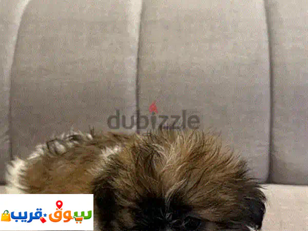 Shitzu Puppy for sale