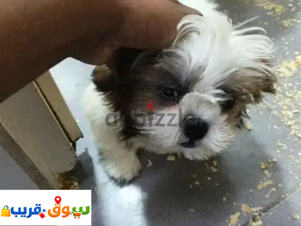 أجمل جراء سيزو (Sizzu) للبيع: رفقاء صغار ودودون بسعر 2000 ر.س وتطعيمات مجانية! 🐾
