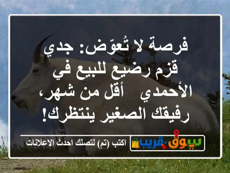 فرصة لا تُعوّض: جدي قزم رضيع للبيع في الأحمدي - أقل...