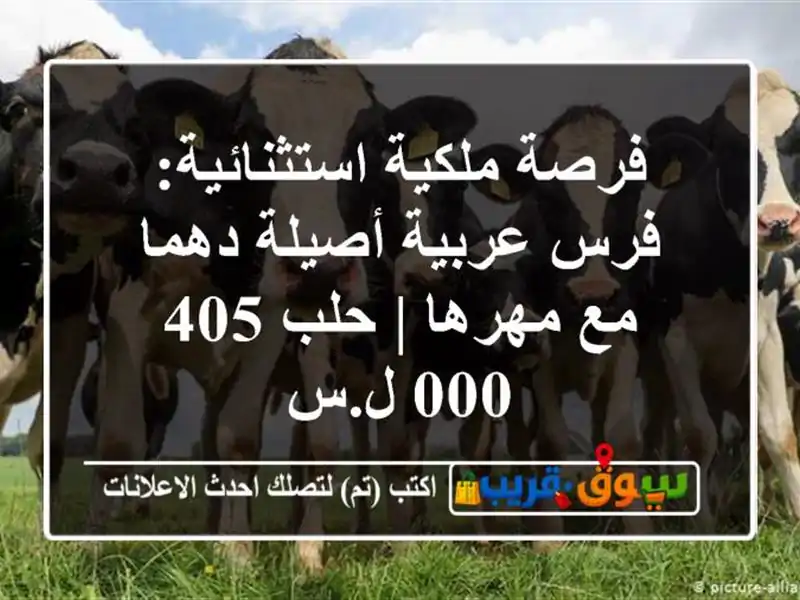 فرصة ملكية استثنائية: فرس عربية أصيلة دهما مع مهرها...