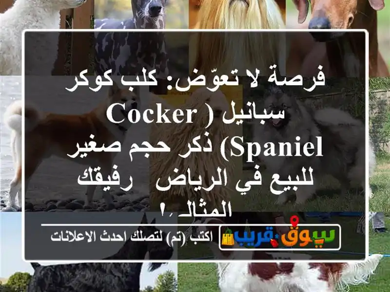 فرصة لا تعوّض: كلب كوكر سبانيل (Cocker Spaniel) ذكر حجم...