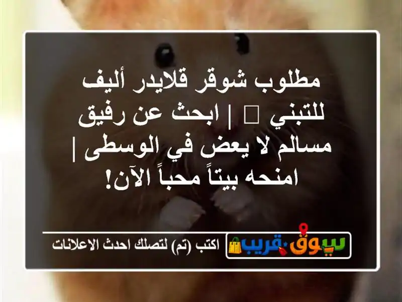 مطلوب شوقر قلايدر أليف للتبني 🏡 | ابحث عن رفيق...