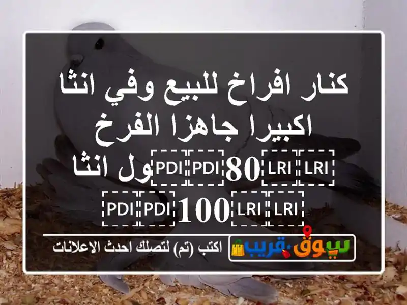 كنار افراخ للبيع وفي انثا اكبيرا جاهزا...