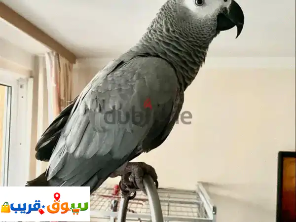 ببغاء كاسكو أفريقي للبيع: ذكي، متكلم، أليف ومُدرَّب - رفيقك المثالي في الإمارات