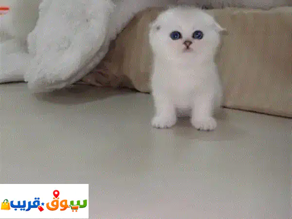 أفخم كتن سكوتش سيلفر وجولد للبيع | مدرب بالكامل...