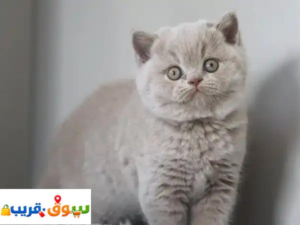 قطط بريتش شورت هير أصيلة للبيع 🐾 جاهزة فوراً -...