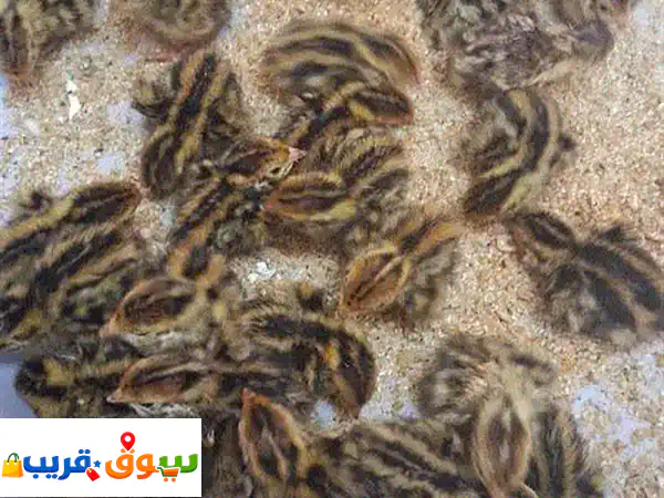 quail chicks  for sale (3 piece 1 bd)