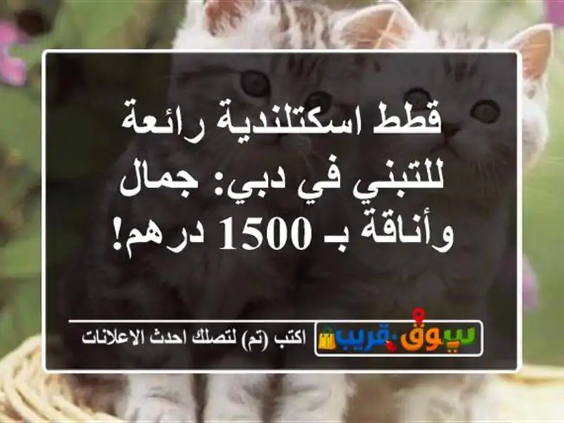 قطط اسكتلندية رائعة للتبني في دبي: جمال وأناقة بـ...
