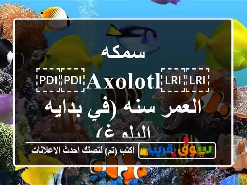 سمكه ⁦⁦Axolotl⁩⁩ العمر سنه (في بدايه البلوغ)