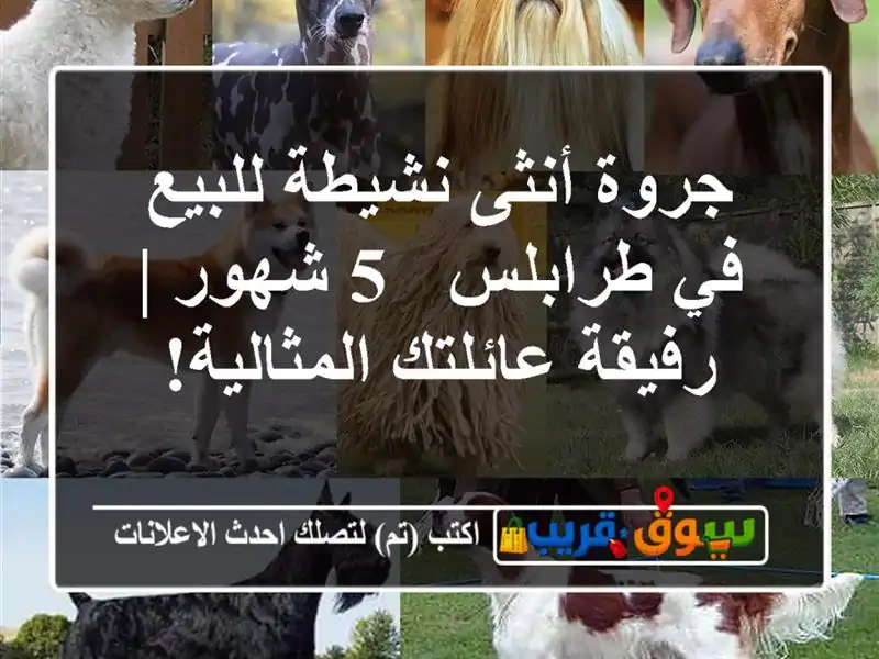 جروة أنثى نشيطة للبيع في طرابلس - 5 شهور | رفيقة...