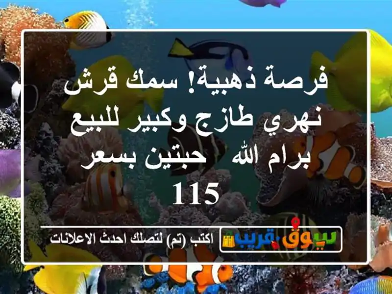فرصة ذهبية! سمك قرش نهري طازج وكبير للبيع برام الله...