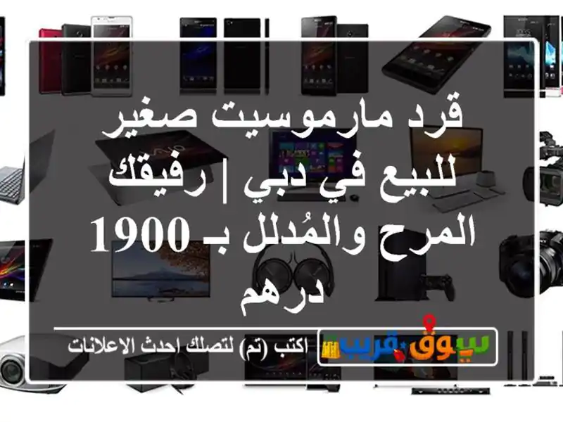قرد مارموسيت صغير للبيع في دبي | رفيقك المرح...