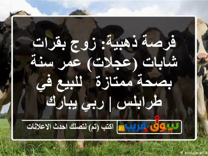 فرصة ذهبية: زوج بقرات شابات (عجلات) عمر سنة بصحة...