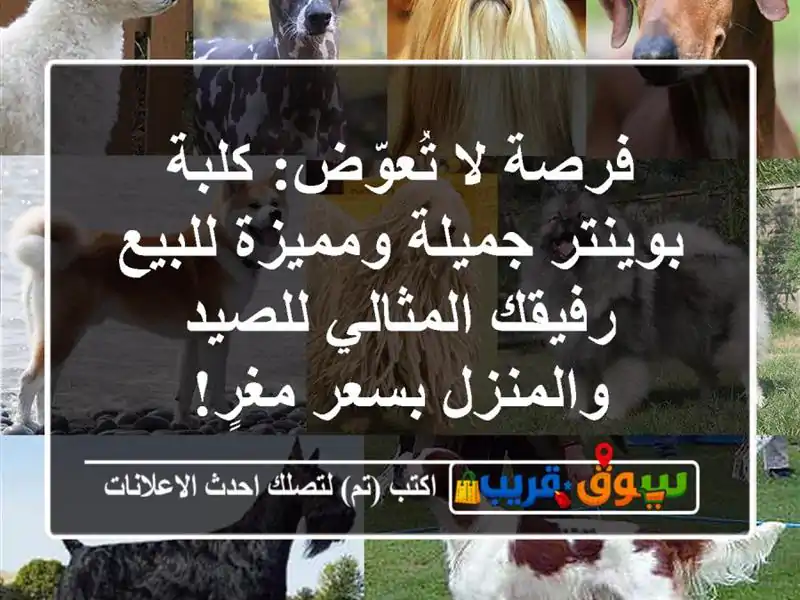 فرصة لا تُعوّض: كلبة بوينتر جميلة ومميزة للبيع -...