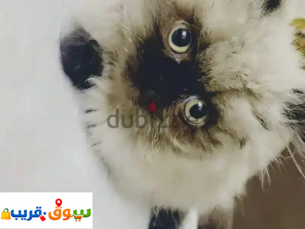 قطة هملايا شوكليت ساحرة للبيع | لعوبة ومدربة...