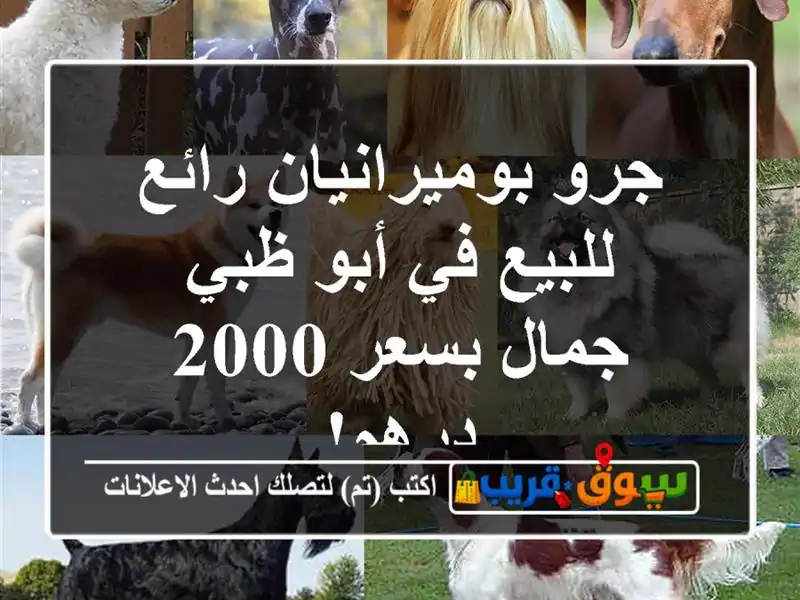 جرو بوميرانيان رائع للبيع في أبو ظبي - جمال بسعر...