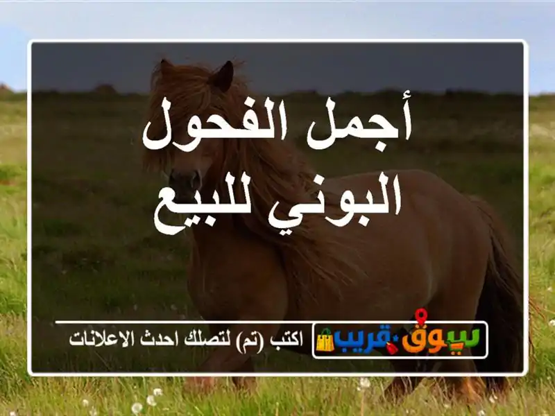 أجمل الفحول البوني للبيع
