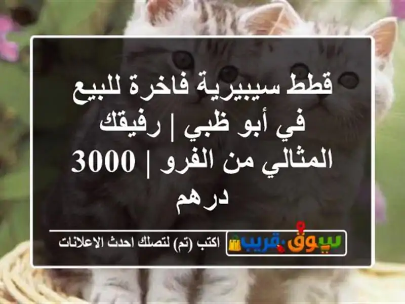 قطط سيبيرية فاخرة للبيع في أبو ظبي | رفيقك المثالي...