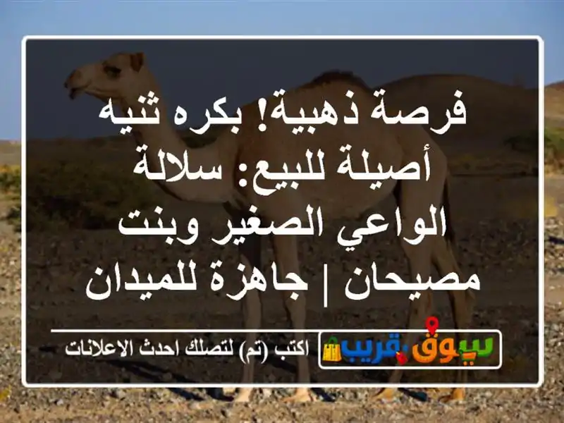 فرصة ذهبية! بكره ثنيه أصيلة للبيع: سلالة الواعي...