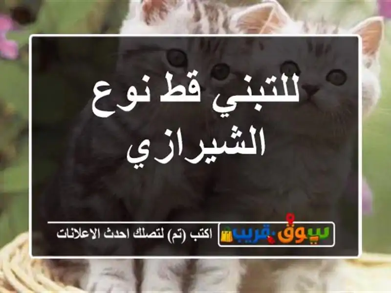 للتبني قط ‏نوع الشيرازي
