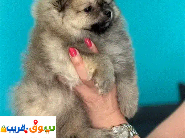 جرو بوميرانيان تي كوب للبيع 🐾 رفيقك المثالي المحبوب...